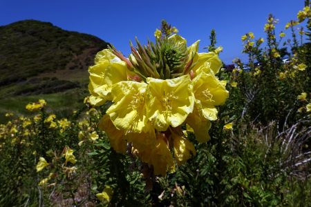 OENOTHERA - Pupalka - invazivní, ale krásná